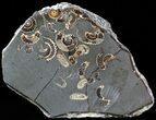 Polished Ammonite Fossil Slab - Marston Magna Marble #49594-1